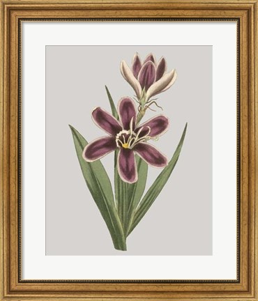 Framed Floral Gems III Print
