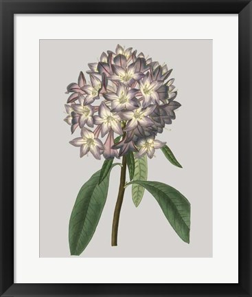 Framed Floral Gems V Print