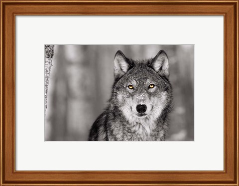 Framed Pop of Color Wolf Print