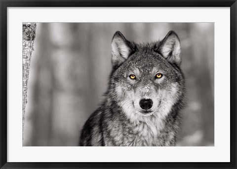 Framed Pop of Color Wolf Print