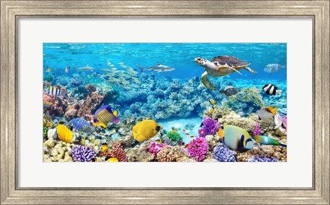 Framed Sea Turtle and fish, Maldivian Coral Reef Print
