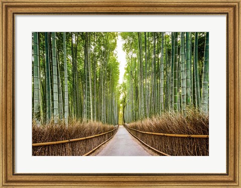 Framed Bamboo Forest, Kyoto, Japan Print