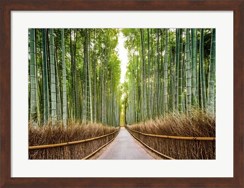 Framed Bamboo Forest, Kyoto, Japan Print