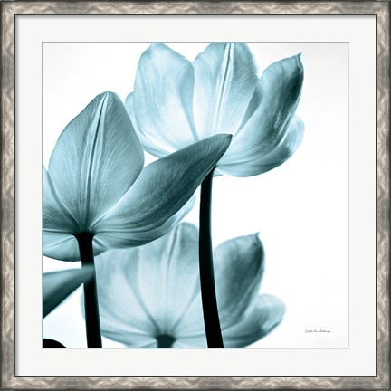 Framed Translucent Tulips III Sq Aqua Print