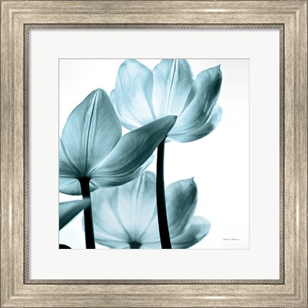 Framed Translucent Tulips III Sq Aqua Print