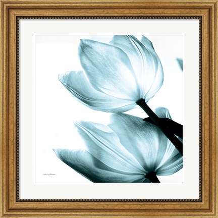 Framed Translucent Tulips II Sq Aqua Print