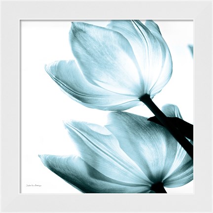 Framed Translucent Tulips II Sq Aqua Print