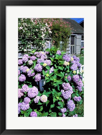 Framed Massachusetts, Nantucket, Siasconset, Home Flowers Print