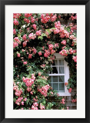 Framed Massachusetts, Nantucket Island, Roses and home Print