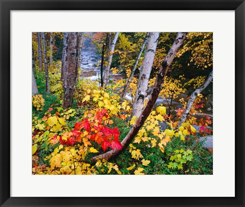 Framed New Hampshire, White Mountains National Forest Print