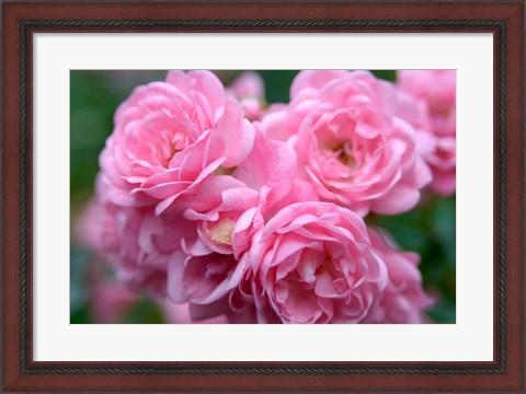 Framed Pink Landscape Roses, Jackson, New Hampshire Print
