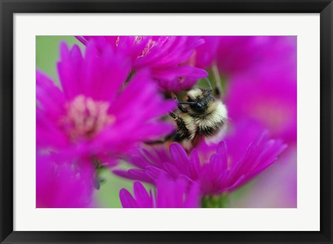 Framed Bumble bee on aster, New Hampshire Print