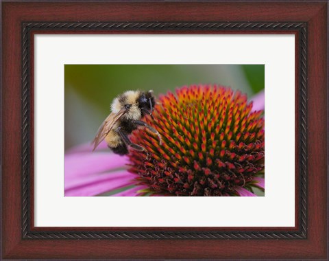 Framed Bumble bee on aster, New Hampshire, Bombus Print