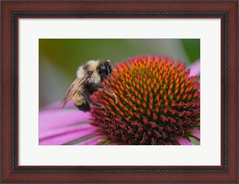 Framed Bumble bee on aster, New Hampshire, Bombus Print