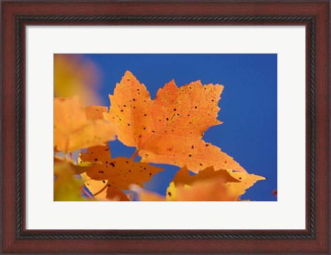 Framed Autumn, White Mountains Forest, New Hampshire Print