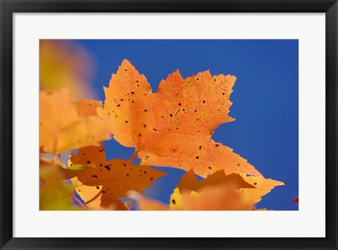 Framed Autumn, White Mountains Forest, New Hampshire Print