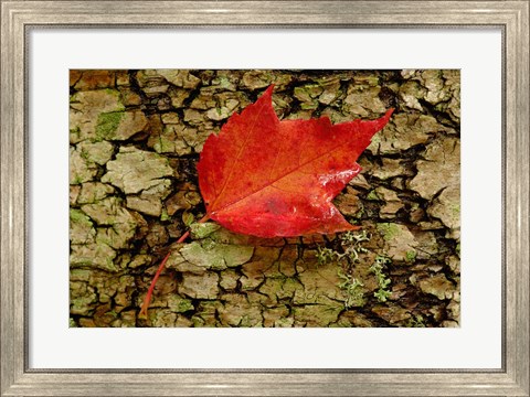 Framed Red maple in White Mountain Forest, New Hampshire Print