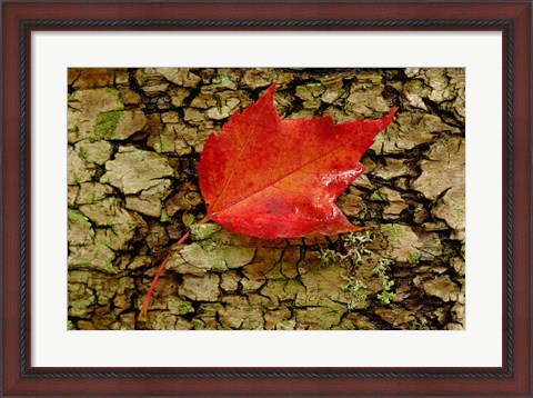 Framed Red maple in White Mountain Forest, New Hampshire Print