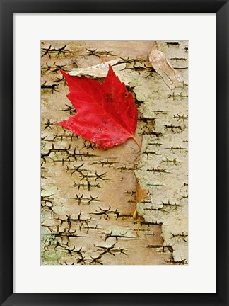 Framed Red maple flora, White Mountain Forest, New Hampshire Print