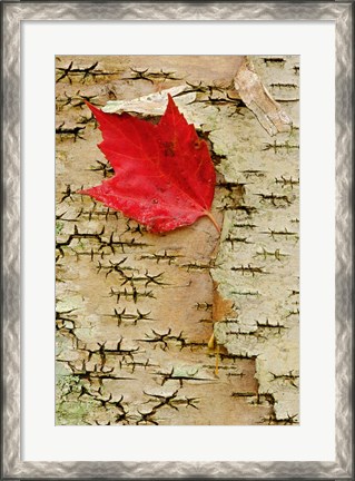 Framed Red maple flora, White Mountain Forest, New Hampshire Print