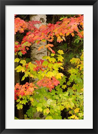 Framed Autumn color, White Mountain Forest, New Hampshire Print