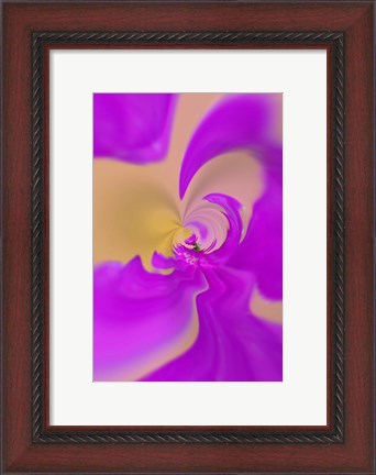 Framed Aster flower, New Hampshire Print