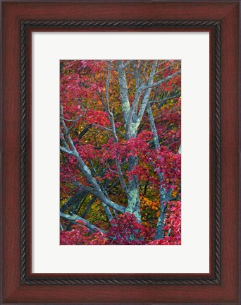 Framed Franconia Notch State Park, White Mountains, New Hampshire Print