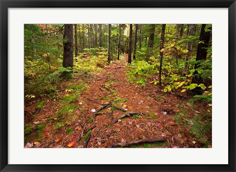 Framed New Hampshire, White Mountains, Forest Path Print