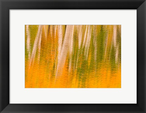 Framed Autumn in White Mountain National Forest, New Hampshire Print