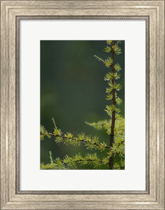 Framed Tamarack Tree Branch and Needles, White Mountain National Forest, New Hampshire Print
