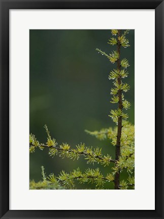 Framed Tamarack Tree Branch and Needles, White Mountain National Forest, New Hampshire Print