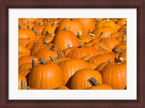 Framed Pumpkins in Concord, New Hampshire Print