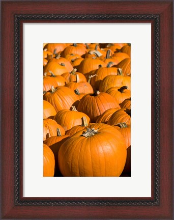Framed Pumpkins in the city of Concord, New Hampshire Print