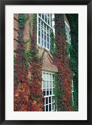 Framed Hanover Ivy on Dartmouth College Building, New Hampshire Print