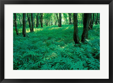 Framed Sensitive Ferns and Silver Maples, Floodplain Forest, Upper Merrimack River, New Hampshire Print