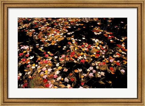 Framed Red Maple Leaves in Reservoir, Boat Meadow Brook, Bear Brook State Park, New Hampshire Print