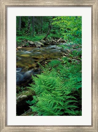 Framed Lady Fern, Lyman Brook, The Nature Conservancy&#39;s Bunnell Tract, New Hampshire Print