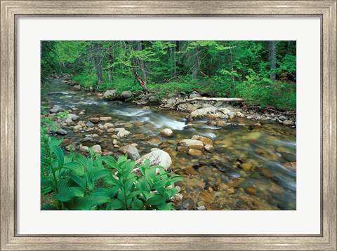 Framed False Hellebore, Lyman Brook, The Nature Conservancy&#39;s Bunnell Tract, New Hampshire Print