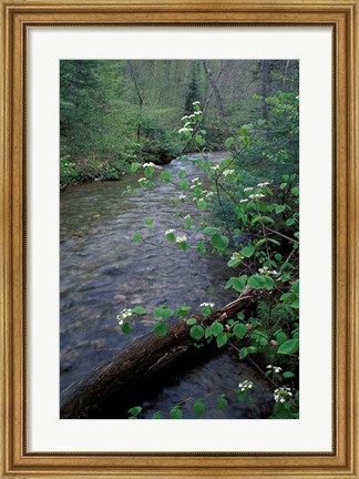 Framed Hobblebush, Pemigewasset River, White Mountain National Forest, New Hampshire Print