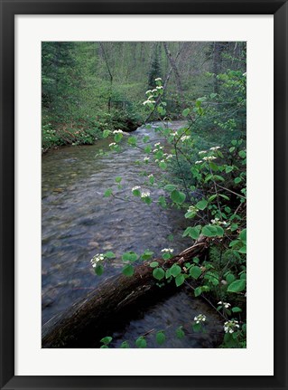 Framed Hobblebush, Pemigewasset River, White Mountain National Forest, New Hampshire Print