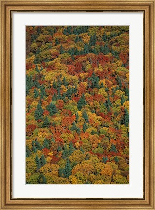 Framed Fall Foliage on the Slopes of Mt Lafayette, White Mountains, New Hampshire Print