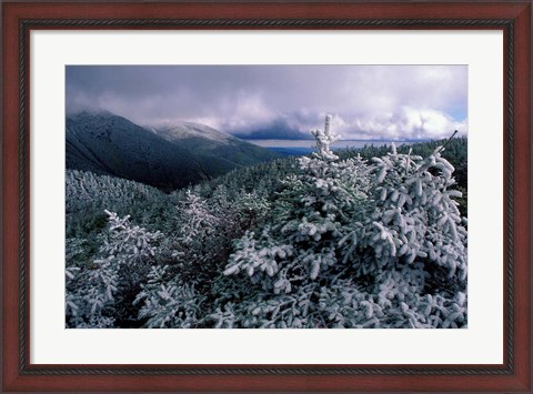 Framed Snow Coats the Boreal Forest on Mt Lafayette, White Mountains, New Hampshire Print