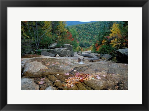 Framed Fall Foliage, Appalachian Trail, White Mountains, New Hampshire Print