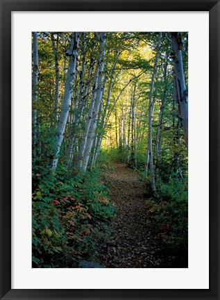 Framed White Birch and Yellow Leaves in the White Mountains, New Hampshire Print
