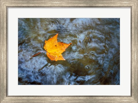 Framed Pearl Cascade on the Avalon Trail, Northern Hardwood Forest, New Hampshire Print