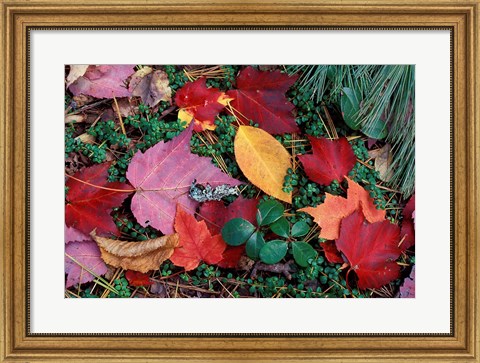 Framed Greeley Ponds Trail in Northern Hardwood Forest, New Hampshire Print