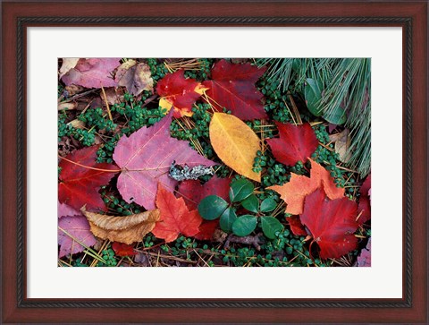 Framed Greeley Ponds Trail in Northern Hardwood Forest, New Hampshire Print