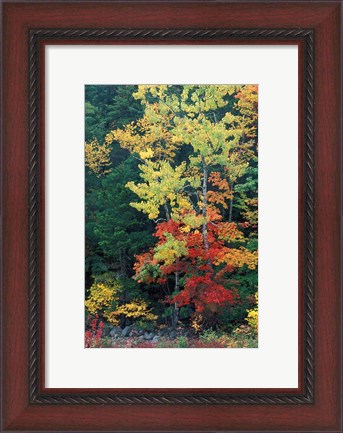 Framed Lower Falls, Swift River, Big Tooth Aspen, White Mountains, New Hampshire Print