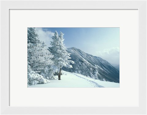 Framed Snow Covered Trees and Snowshoe Tracks, White Mountain National Forest, New Hampshire Print