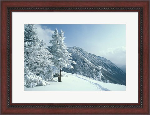 Framed Snow Covered Trees and Snowshoe Tracks, White Mountain National Forest, New Hampshire Print